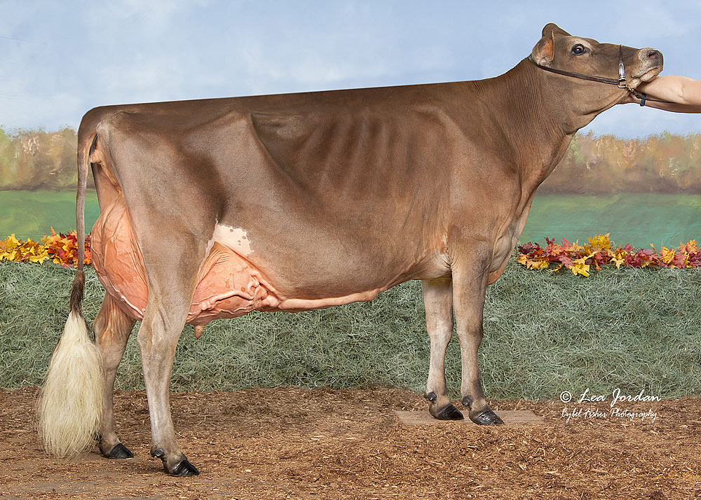 An Ode to the Most Beloved Cow: Holstein, Jersey or Brown Swiss — Half &  Half Magazine